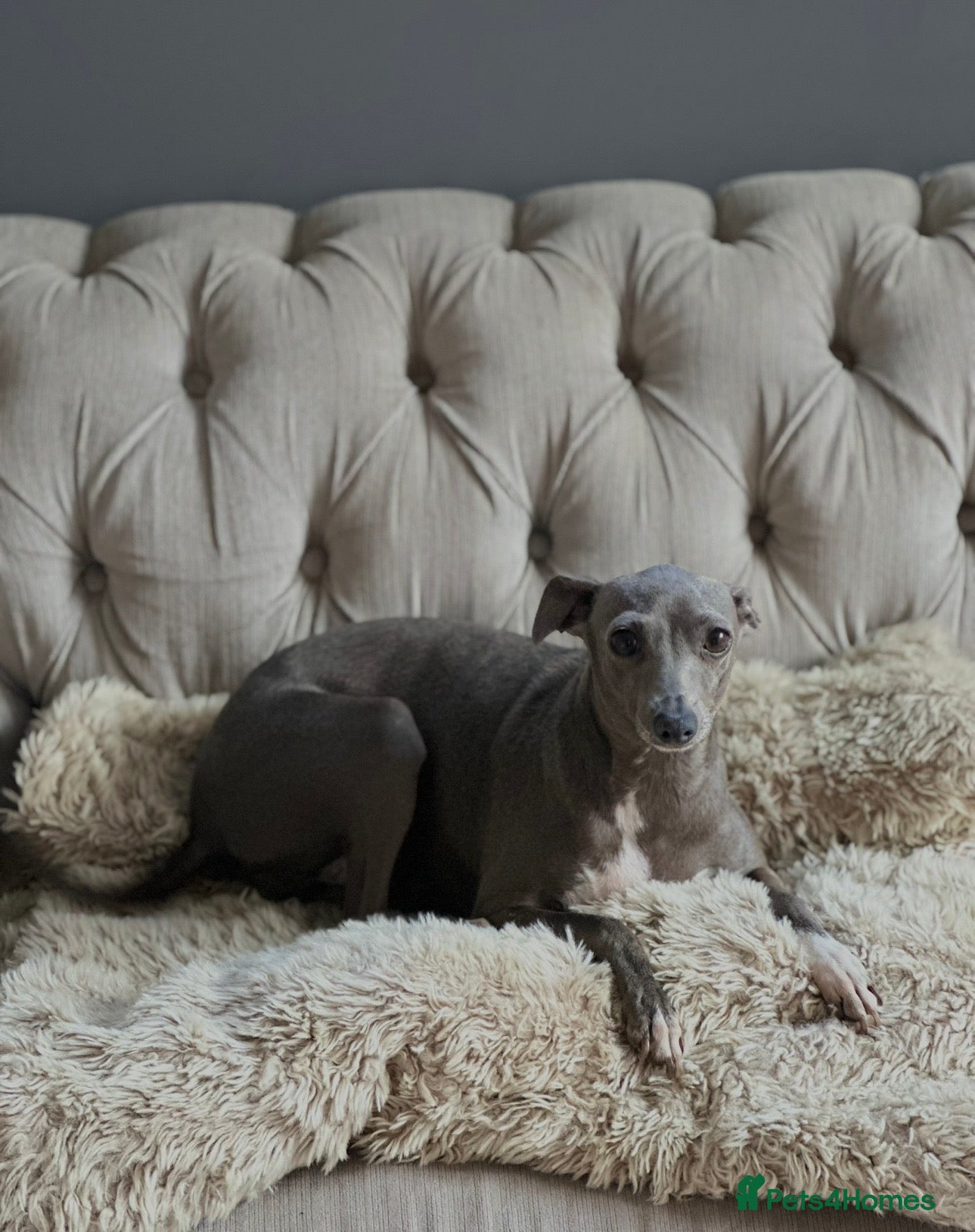 Italian Greyhound dogs Kc reg iggy - Advert 1