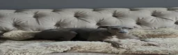 Italian Greyhound dogs for sale: Kc reg iggy - Advert 1