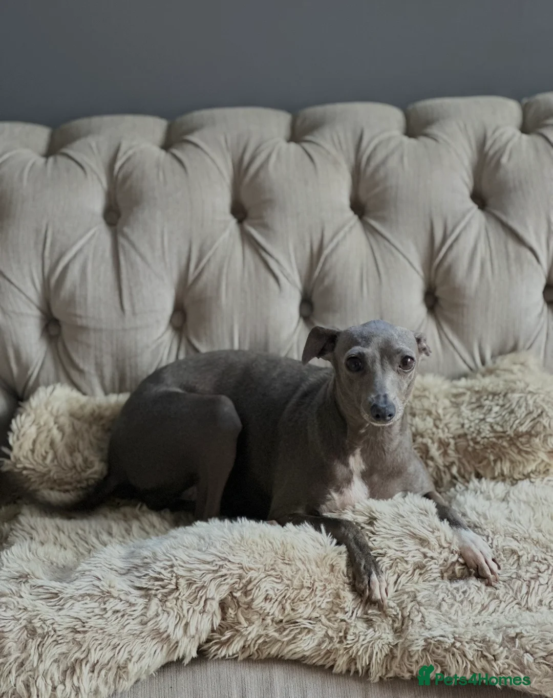 Italian Greyhound dogs for sale: Kc reg iggy - Advert 1