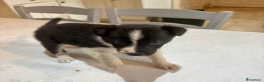Border Collie Puppy 3