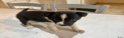 Border Collie dogs for sale: Border Collie pups for sale - Advert 8