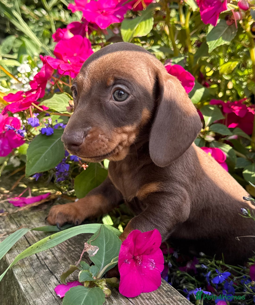 Miniature Dachshund dogs for sale: Exceptional miniature dachshund puppies - Image 4