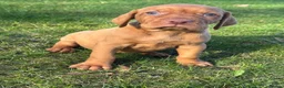 Hungarian Vizsla dogs for sale: OUR BEAUTIFUL GIRL HAS HAD 8 KC REG PUPS - Advert 8