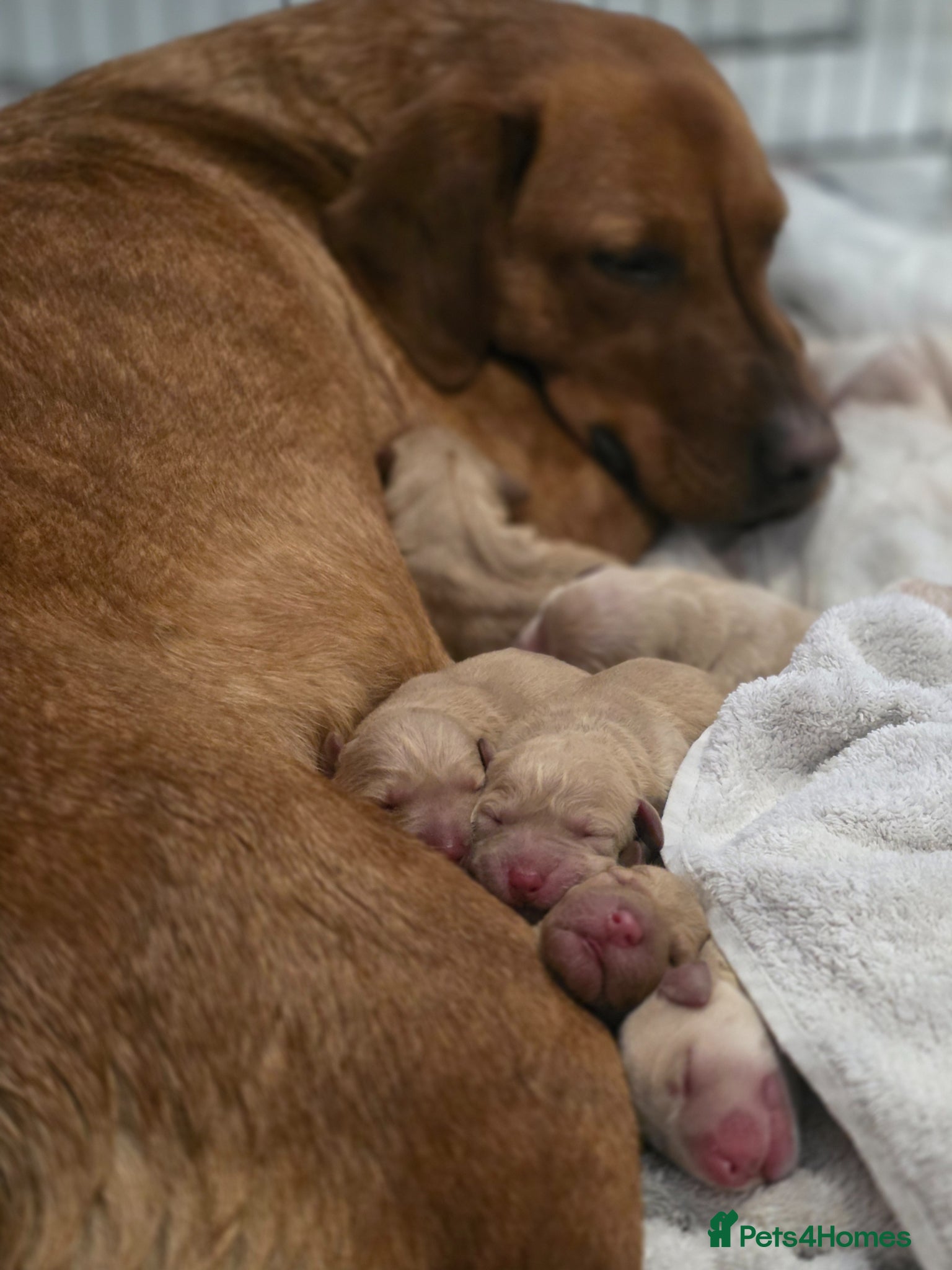 Mixed Breed dogs Red fox lab cross Puppies  - Advert 1