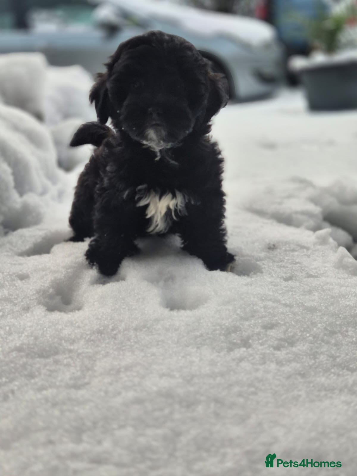 Lhasapoo dogs Lhasa apsoXtoy poodle. Last 1 OVERLOOKED AS QUIET - Advert 14