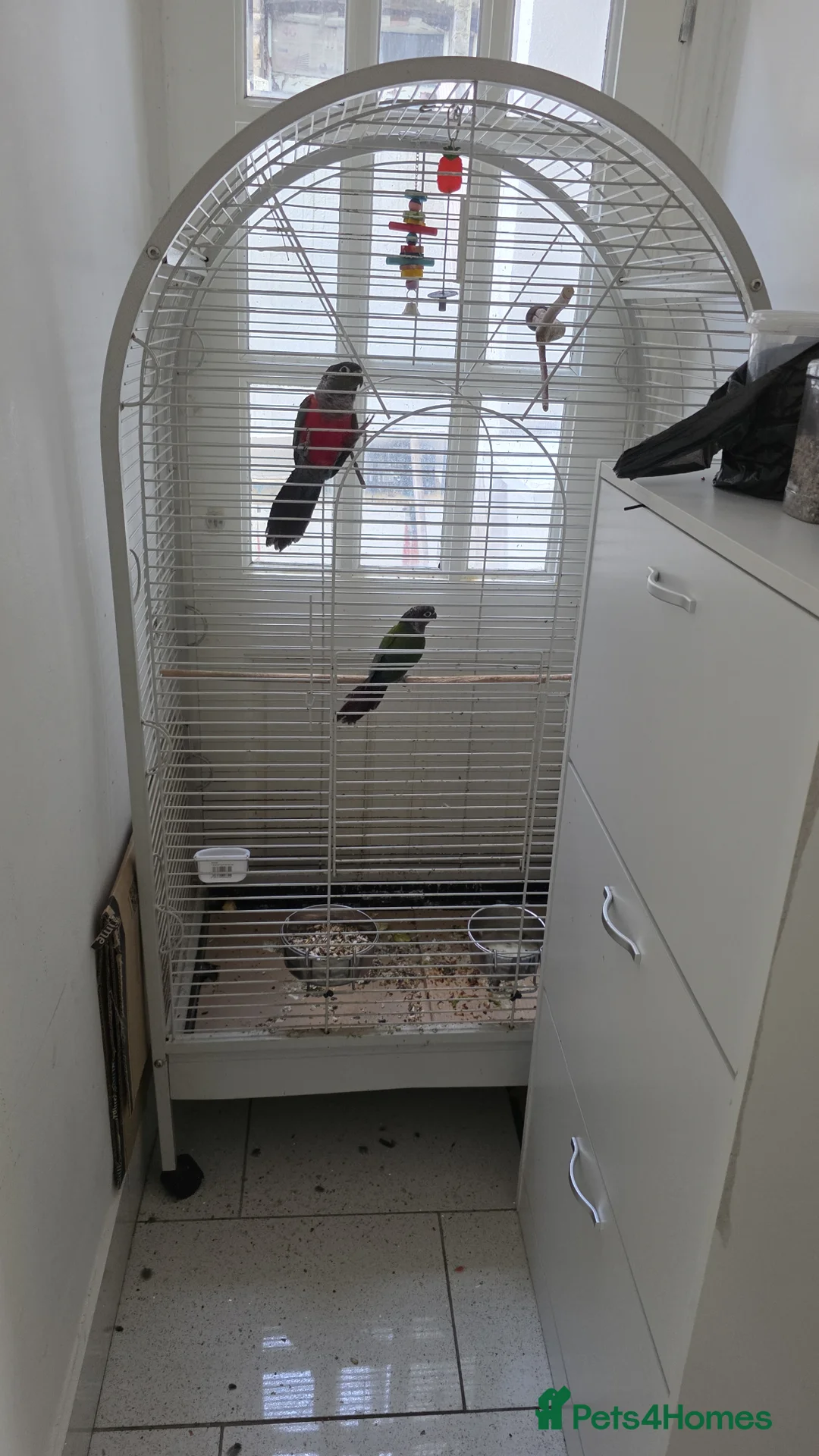 Conures birds for sale: Pair of Red-Bellied Conures - Advert 2