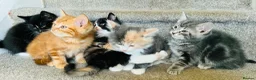 Mixed Breed cats for sale: Maine coon cross kittens  - Advert 4
