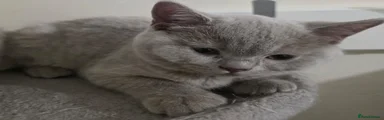 British Shorthair Lilac