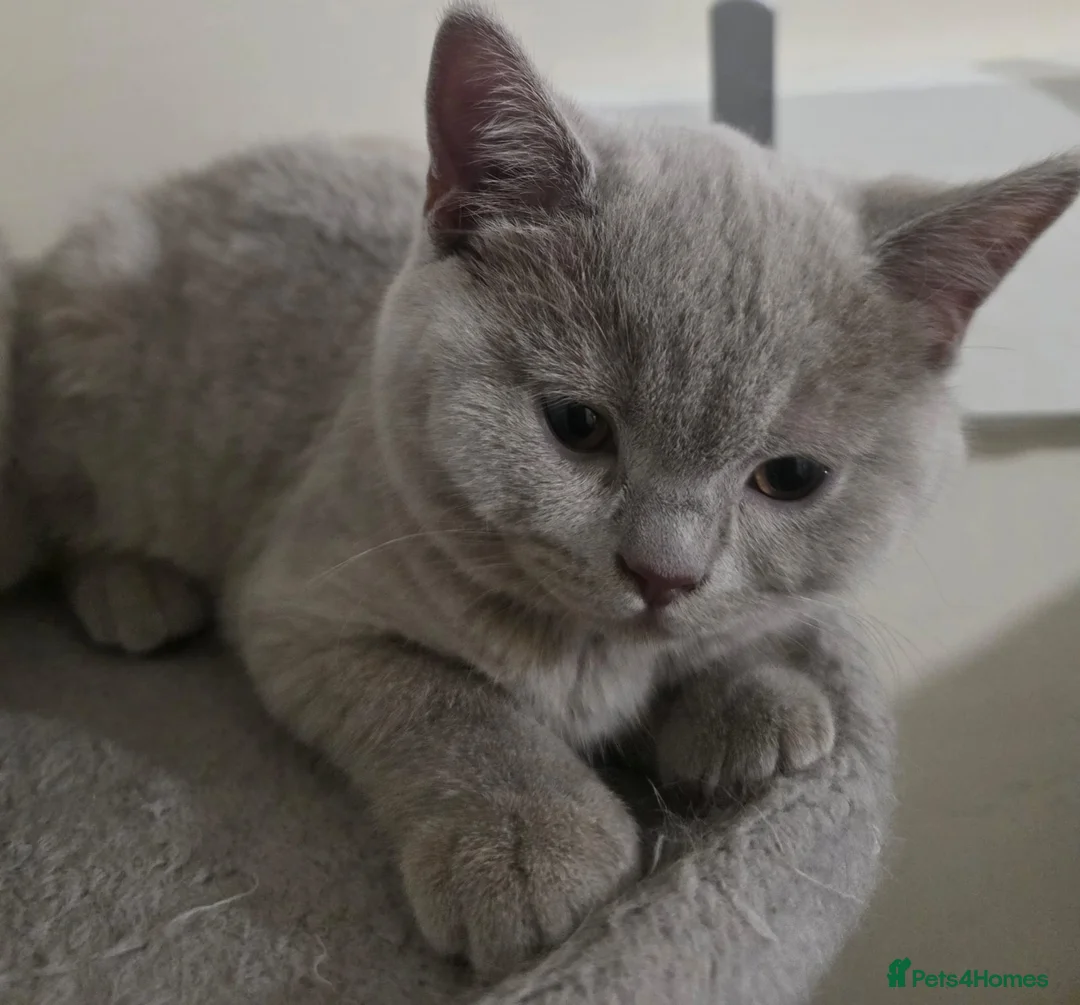 Brazilian Shorthair cats for sale: Beautiful British Champion Shorthair Kittens - Advert 2