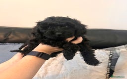 Cockapoo dogs for sale: Stunning Cockapoo puppy 🐶🤍 - Image 7