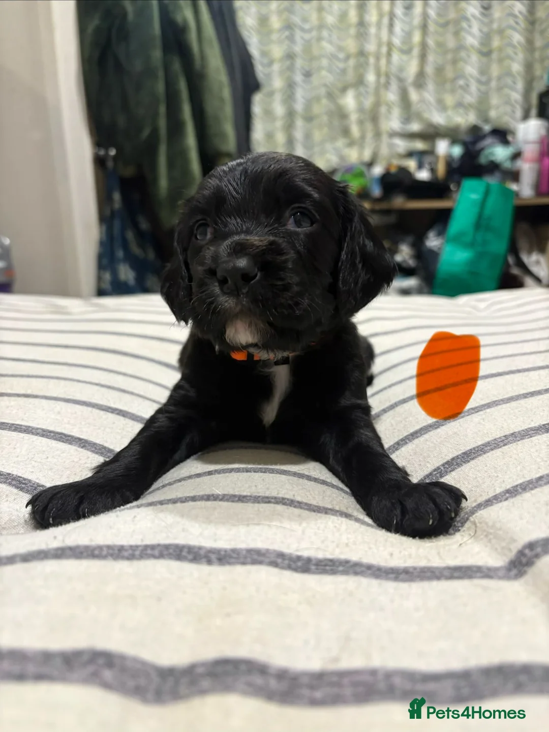 Sprocker dogs for sale: Beautiful Sprocker spaniel for sale  - Advert 18