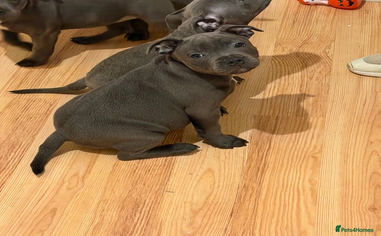 Staffordshire Bull Terrier dogs - Advert 2