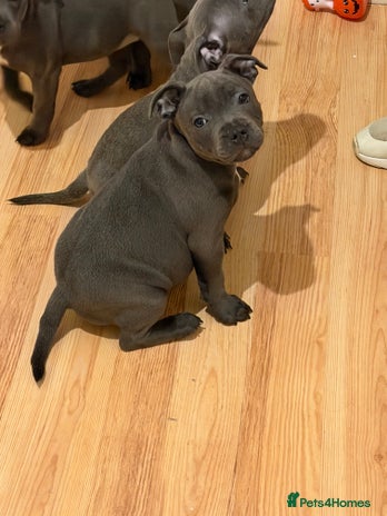 Staffordshire Bull Terrier dogs - Advert 2