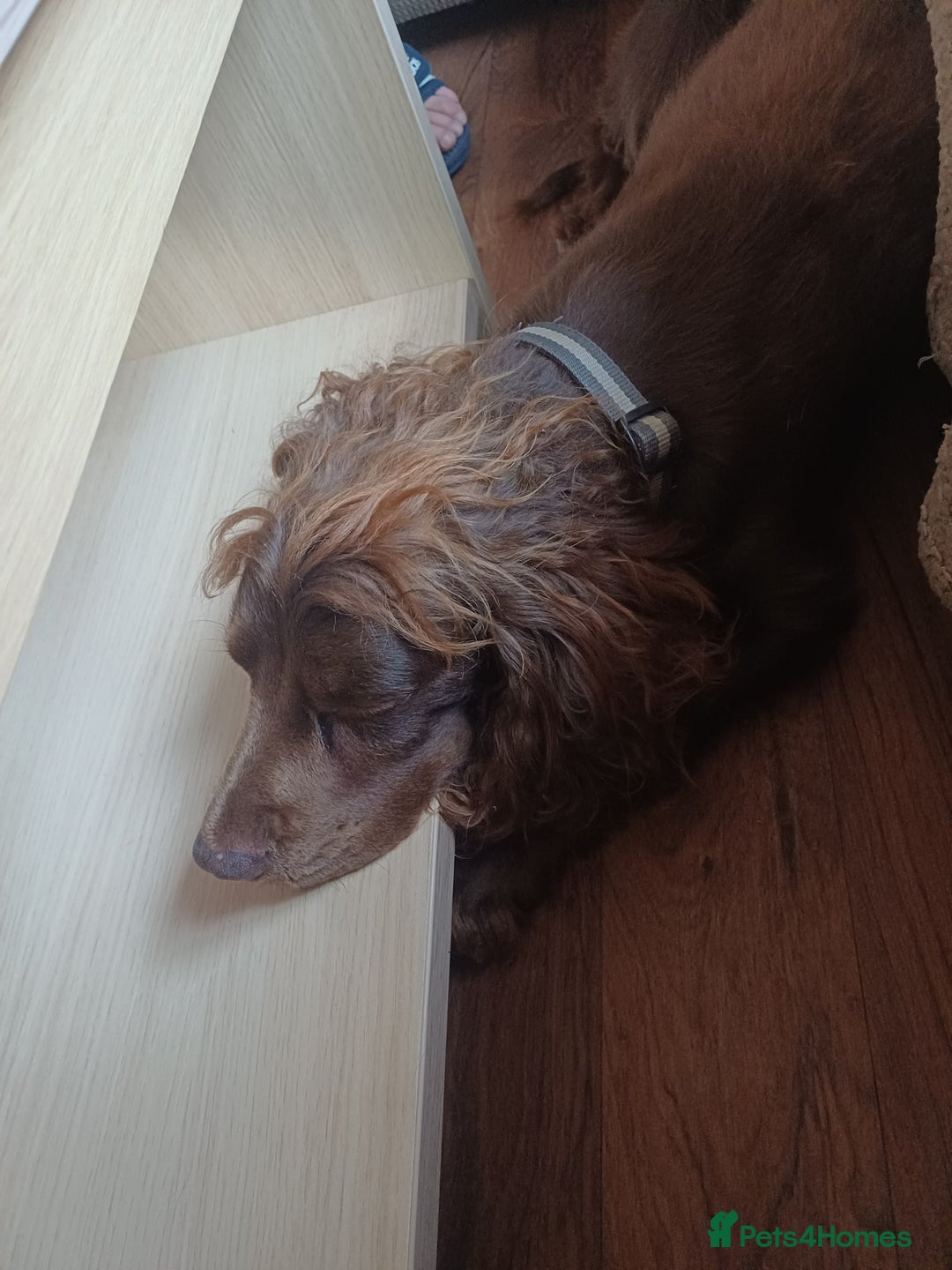 Cocker Spaniel dogs for sale: *Ready now*Stunning working cocker spaniel puppies - Image 15