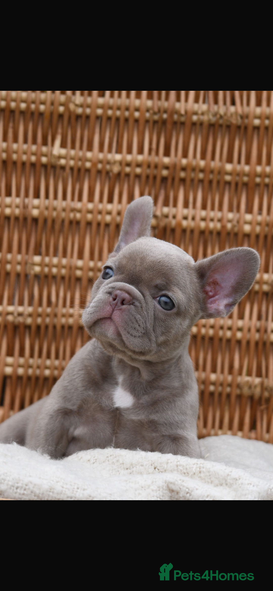 French Bulldog dogs for sale: Beautiful litter of 8 French bulldog puppies - Image 18