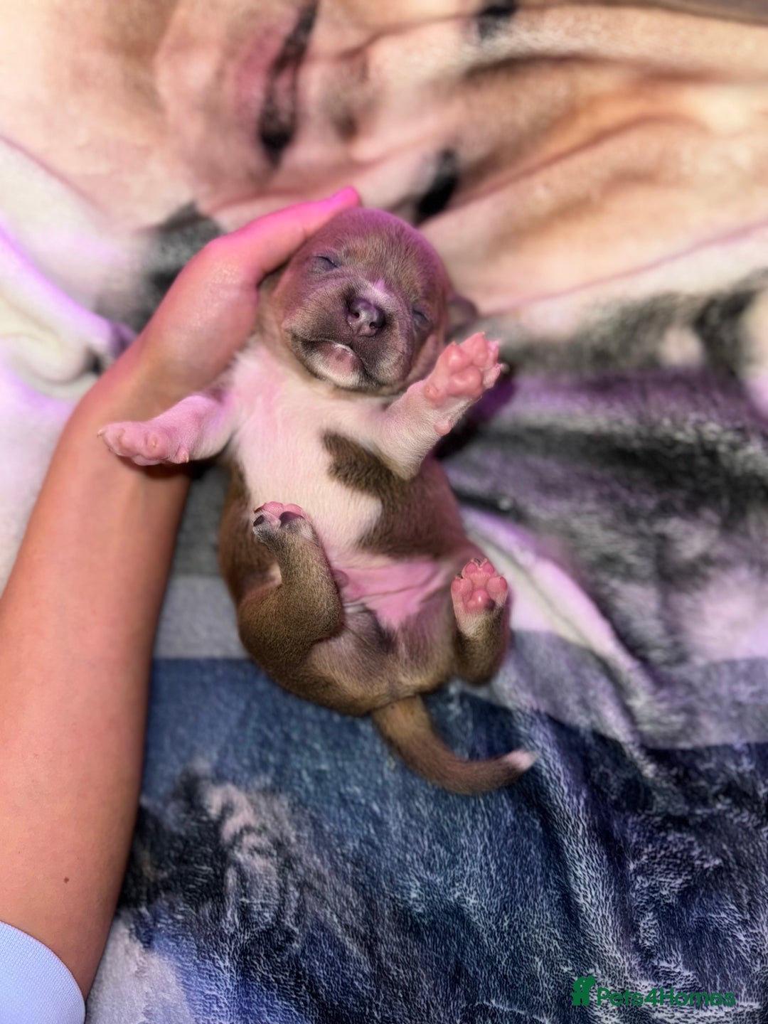 Staffordshire Bull Terrier dogs for sale: Staffordshire Bull Terrier Puppies - Image 17