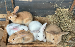 Continental Giant rabbits for sale: Beautiful pure continental giants  - Image 1
