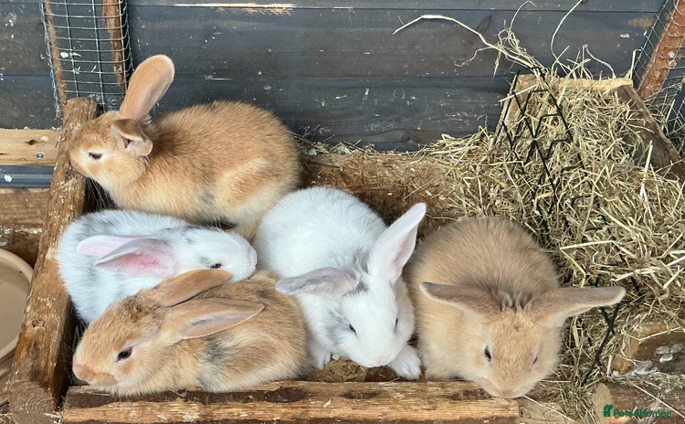 Continental Giant rabbits - Advert 1
