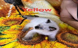 Ragdoll cats for sale: 🐈❤️5 Pure Ragdolls Waiting for Loving Family❗️❤️ - Image 35