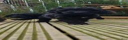 Sproodle dogs for sale: Stunning Sproodles puppys for sale - Advert 12