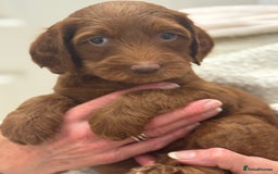 Australian Labradoodle dogs for sale: Australian Labradoodle puppies Multigen  - Image 9