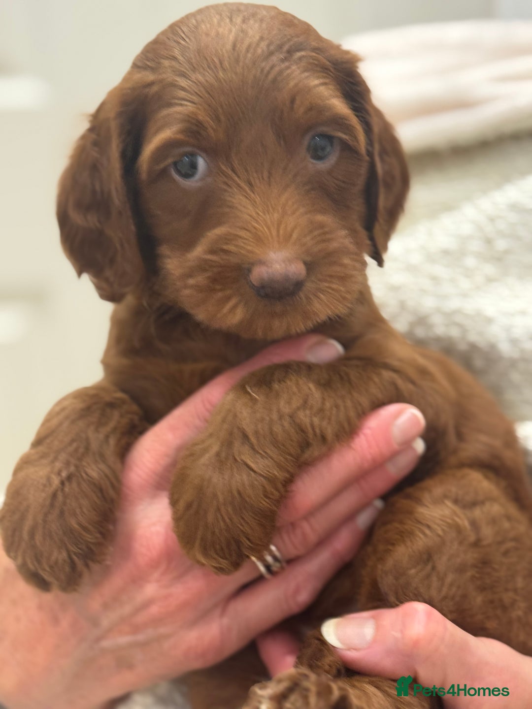 Australian Labradoodle dogs for sale: Australian Labradoodle puppies Multigen  - Image 9