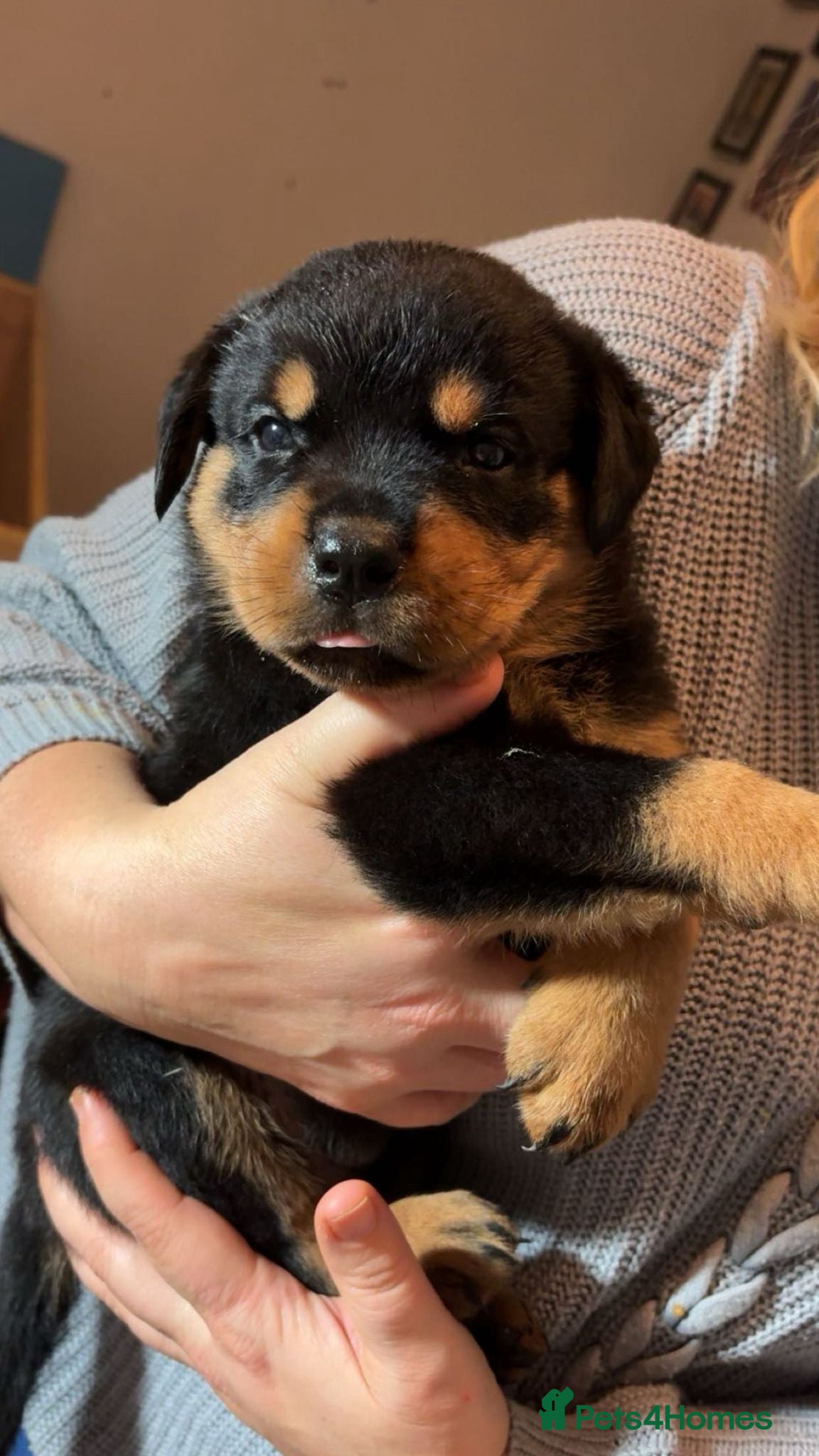 Rottweiler dogs 🐾 Stunning KC Registered Rottweiler Puppies  - Advert 8