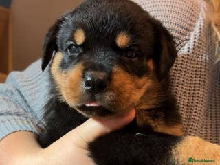 Rottweiler dogs Last Stunning KC Registered Rottweiler Boy Puppy - Advert 6