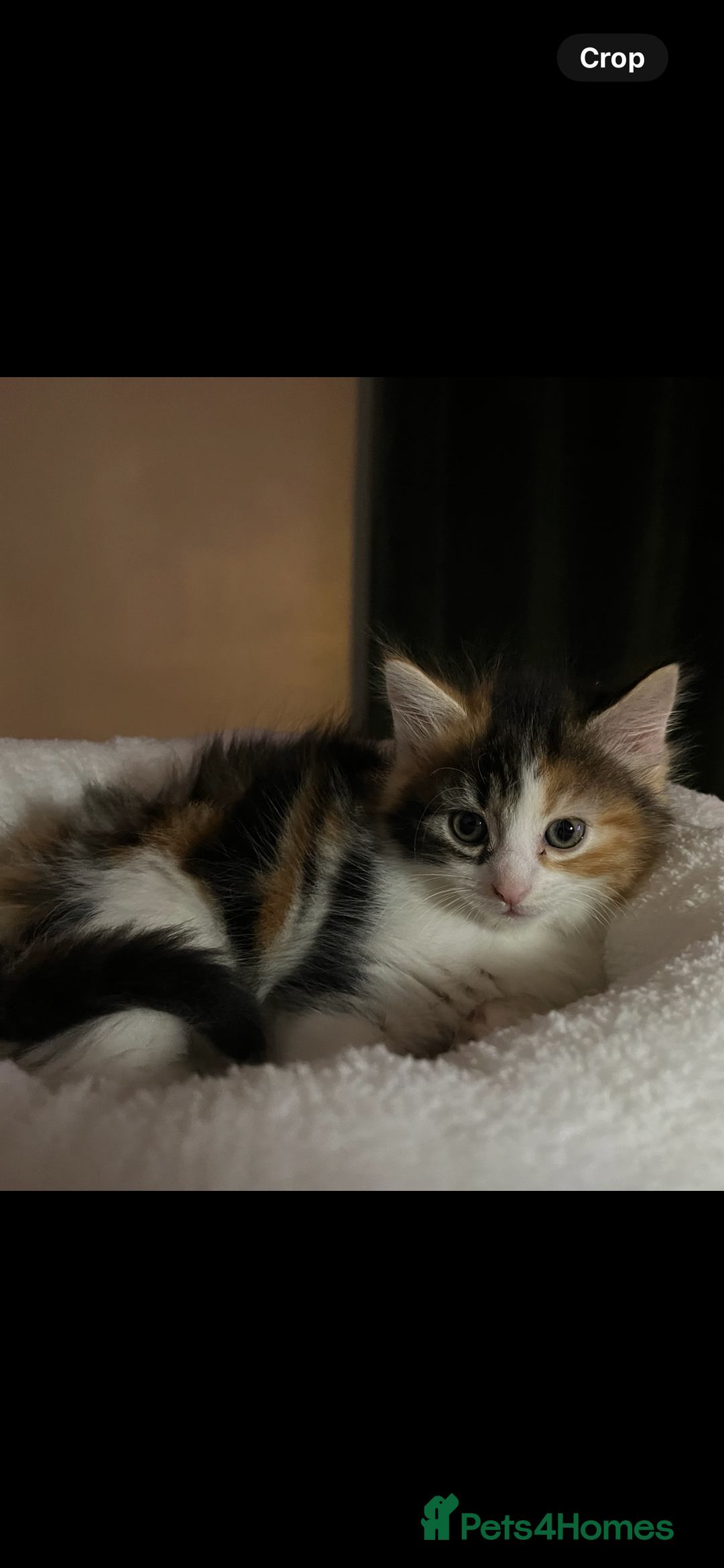 Norwegian Forest Cat cats for sale: Mixed bread/ Norwegian forest cat - Advert 4