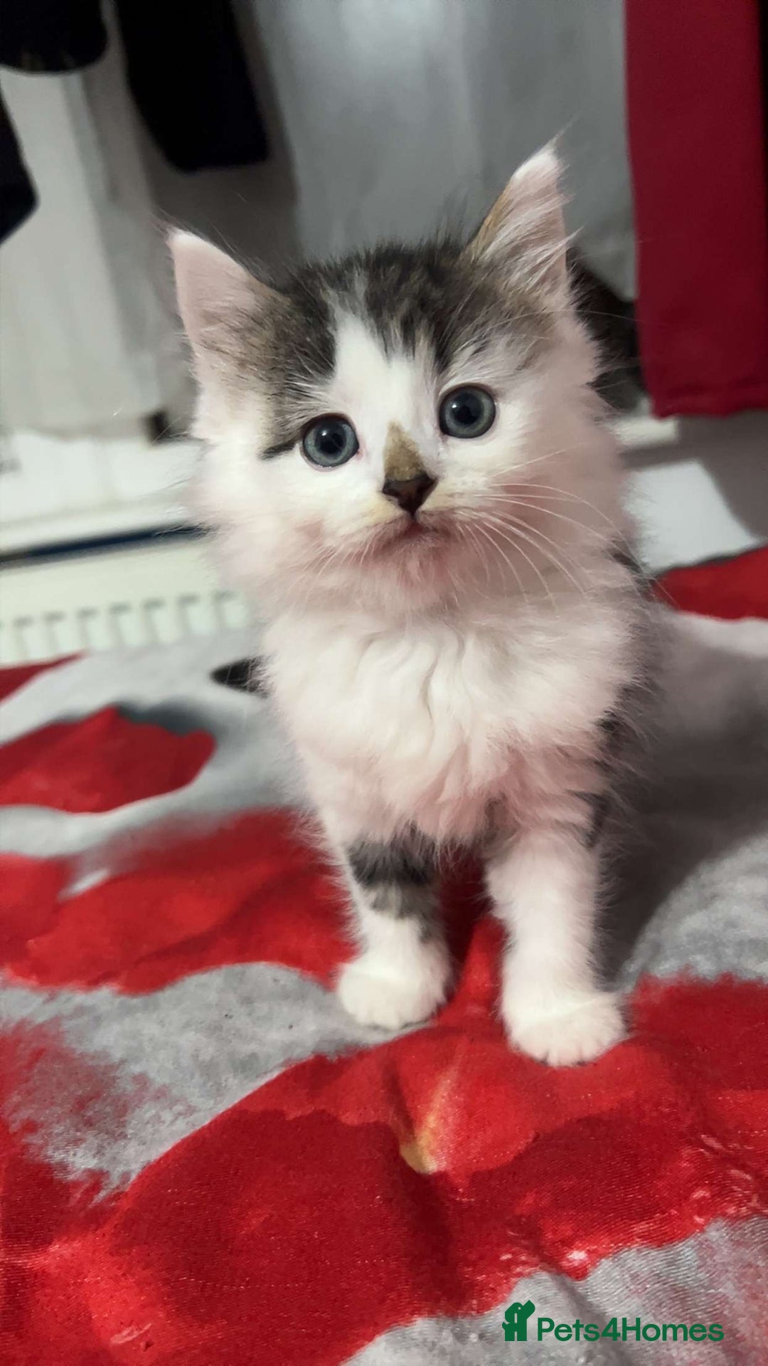 American Shorthair cats for sale: Tabby kittens Ready to go - Advert 8