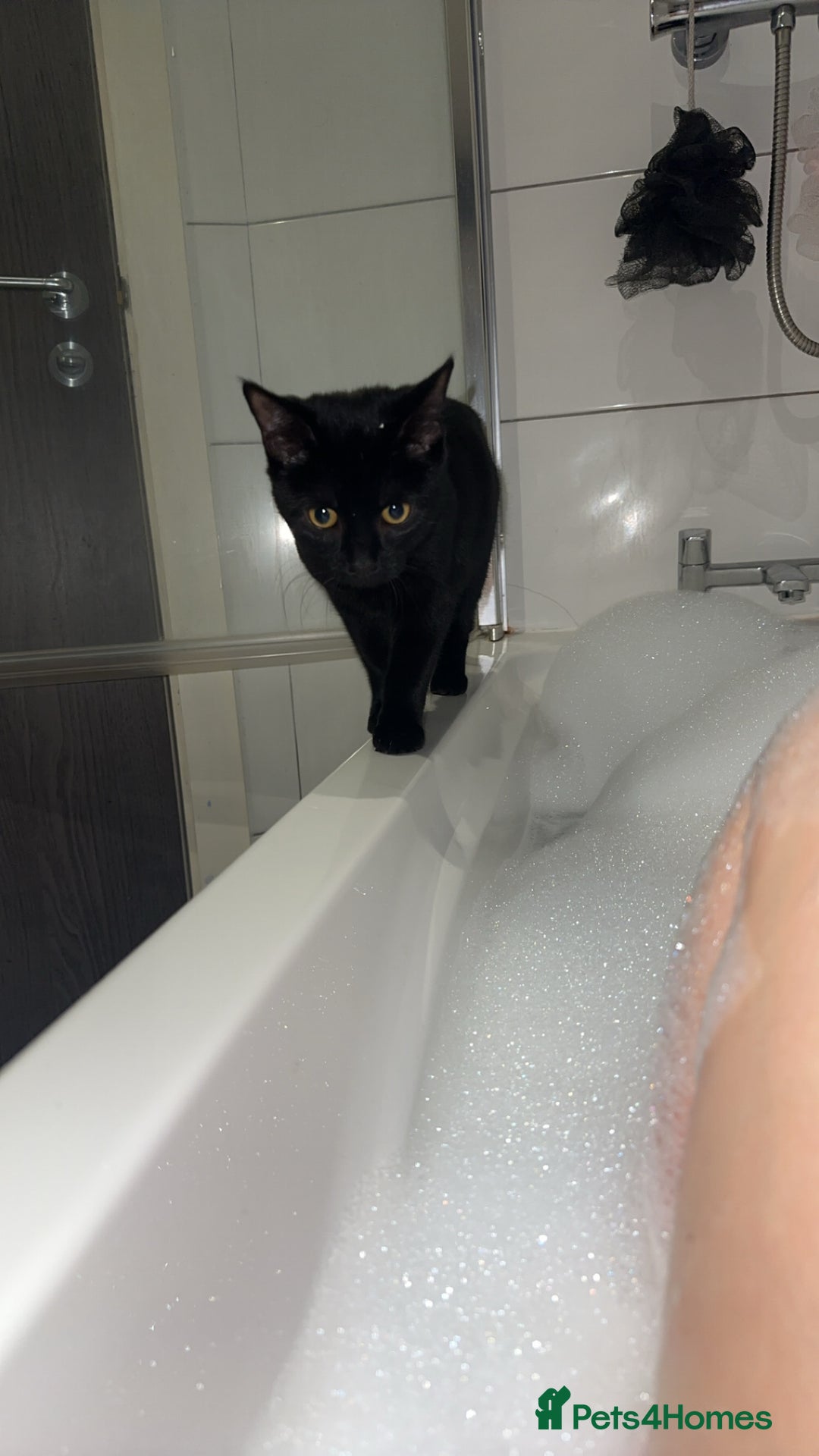 British Shorthair cats for sale: British Shorthair Black Female - Only Pet Home - Advert 3