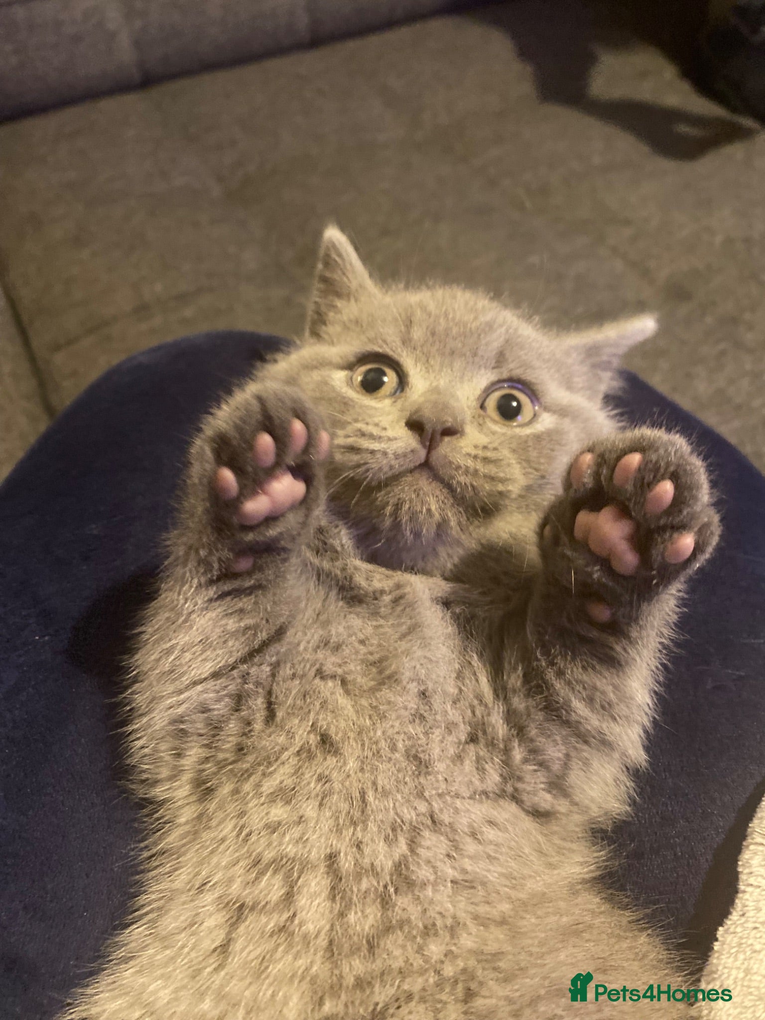 British Shorthair cats Active registered GCCF/TICA British Shorthair - Advert 3