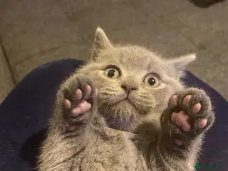 British Shorthair cats Active registered GCCF/TICA British Shorthair - Advert 3