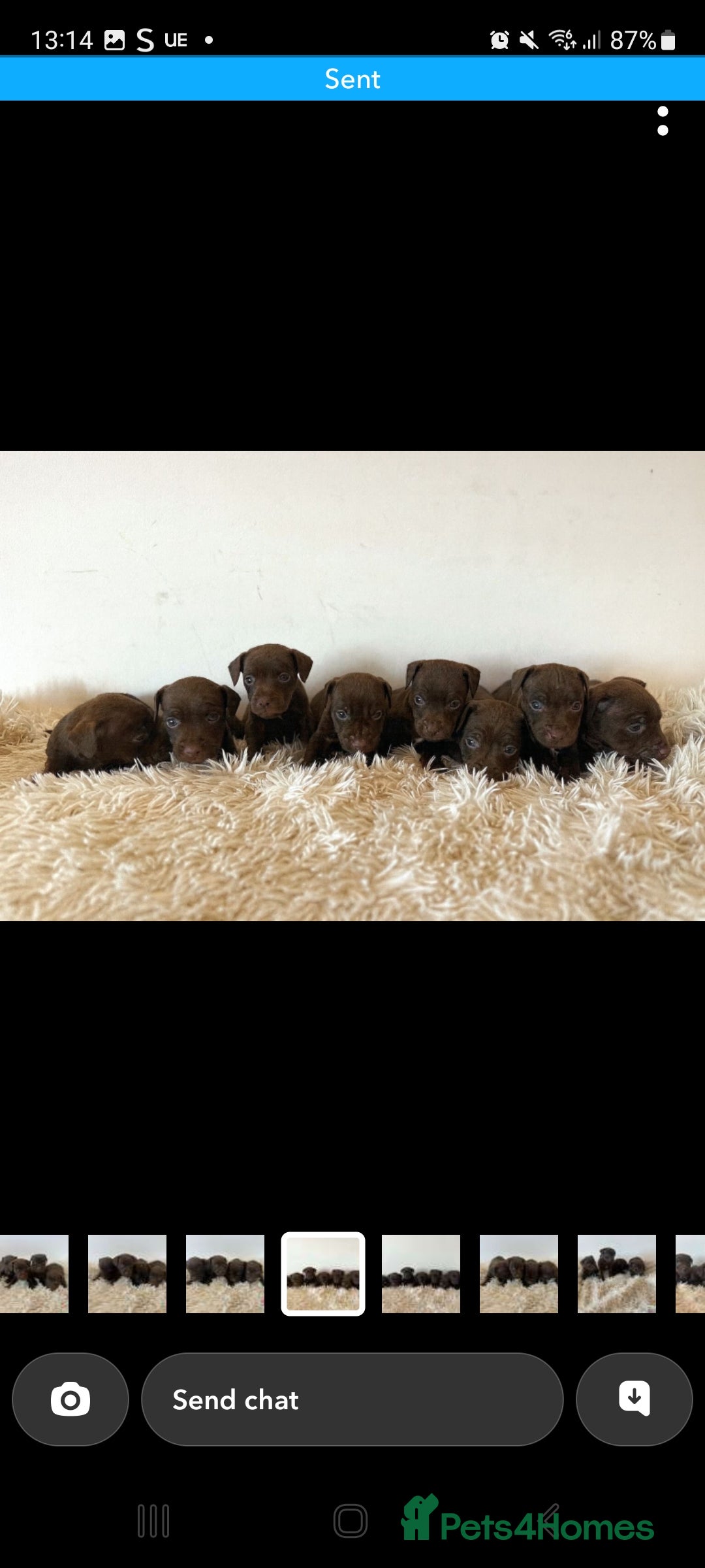 Patterdale Terrier dogs for sale: Patterdale terriers - Image 1