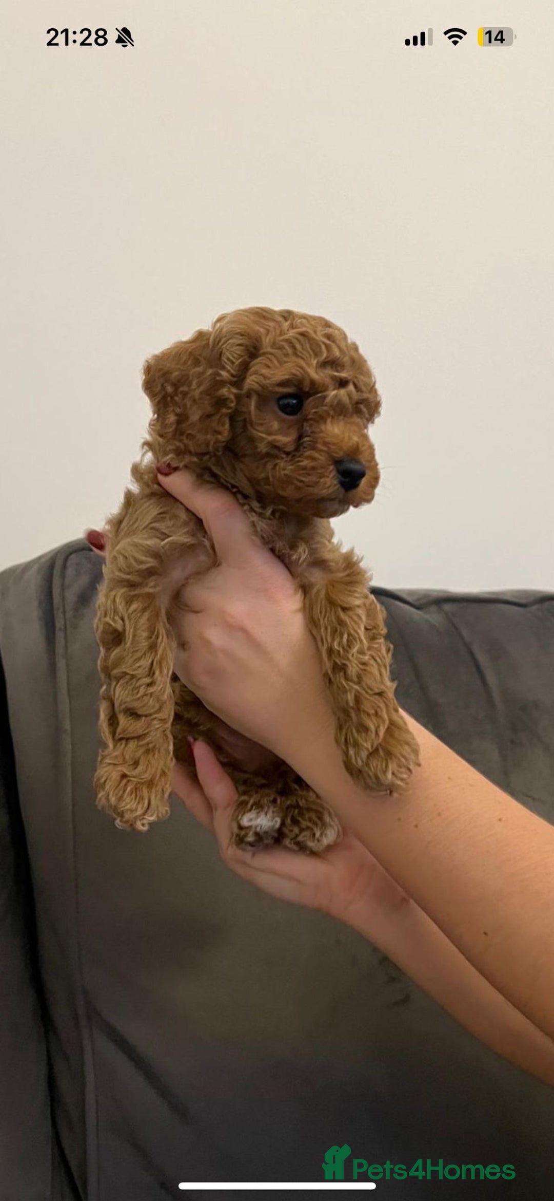 Poochon dogs for sale: STUNNING POOCHON - Image 8