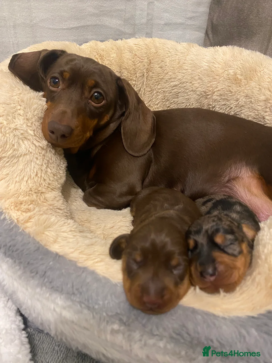 Miniature Dachshund dogs for sale: Male Miniature Dachshunds - Advert 2