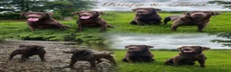 Labrador Retriever dogs for sale: Choc & Yellow Labs Waiting list open 202 DNA KC - Advert 4