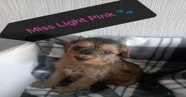 Cockapoo dogs - Advert 5