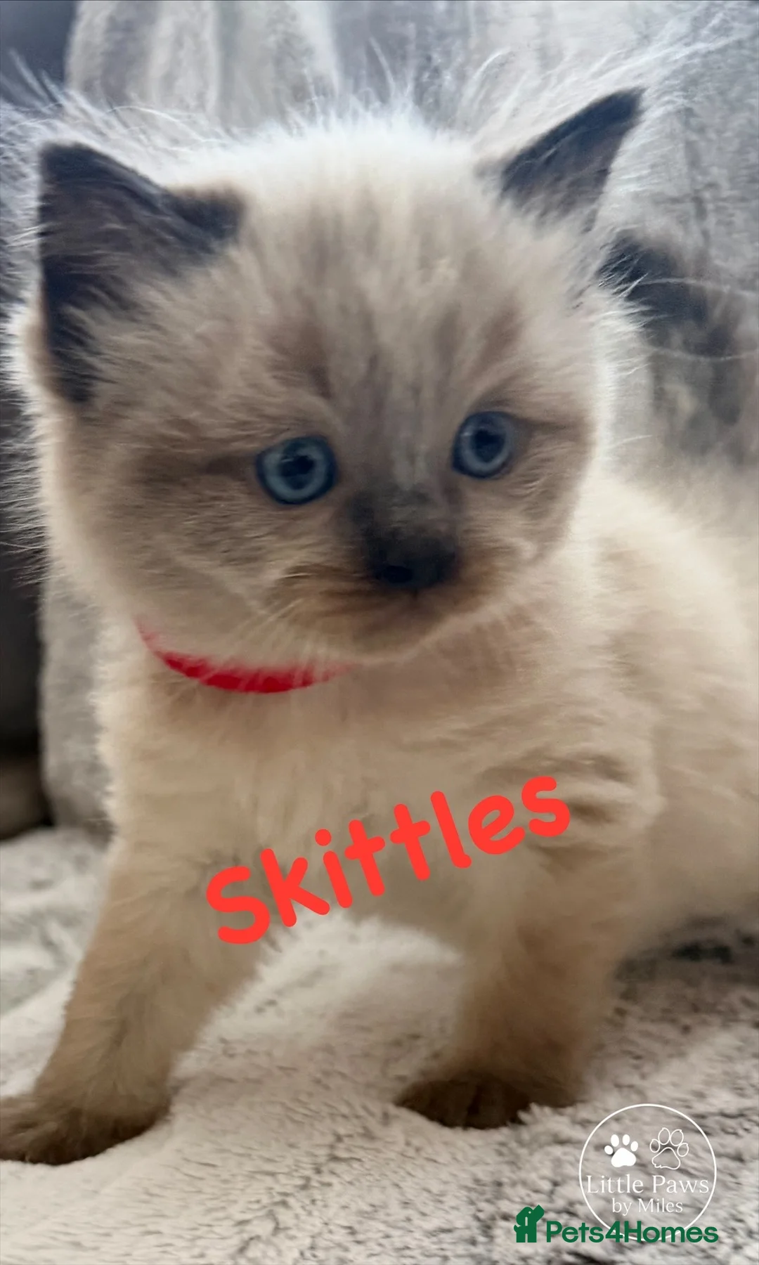 Ragdoll cats for stud: Premium GCCF/TICA Chocolate Point Ragdoll Stud - Advert 5