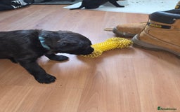 Mixed Breed dogs for sale: Labrador/irish wolf hound  - Image 4
