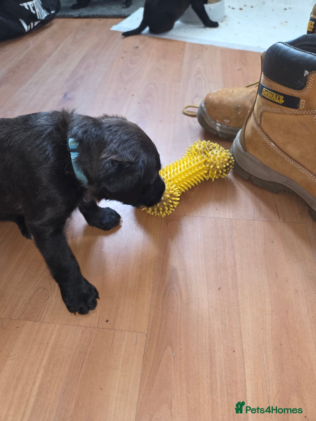 Mixed Breed dogs for sale: Labrador/irish wolf hound  - Image 4
