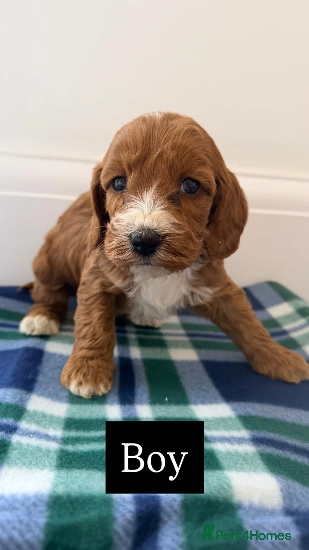 Cockapoo dogs for sale: F1 boy&girl cockapoo puppies  - Advert 9