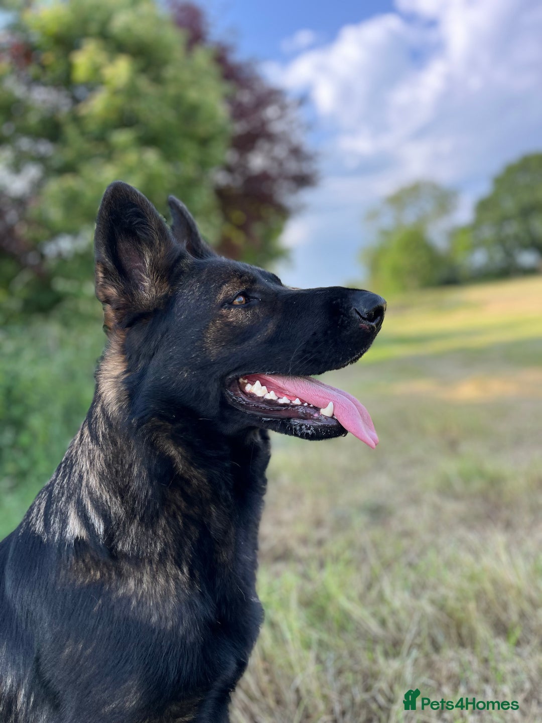 German Shepherd dogs for sale: KC Reg bitch Family Dog - Advert 1