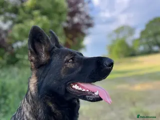 German Shepherd dogs KC Reg bitch Family Dog - Advert 17