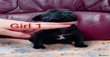 Staffordshire Bull Terrier dogs - Advert 3