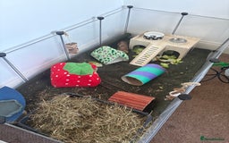 Guinea Pig rodents for sale: 2 Male Guinea Pig & Enclosure  - Image 2