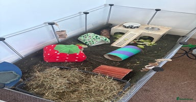 Guinea Pig rodents - Advert 2