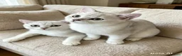 British Shorthair cats for sale: BSH Silver/Black Tipped Boys GCCF Registered  - Advert 1