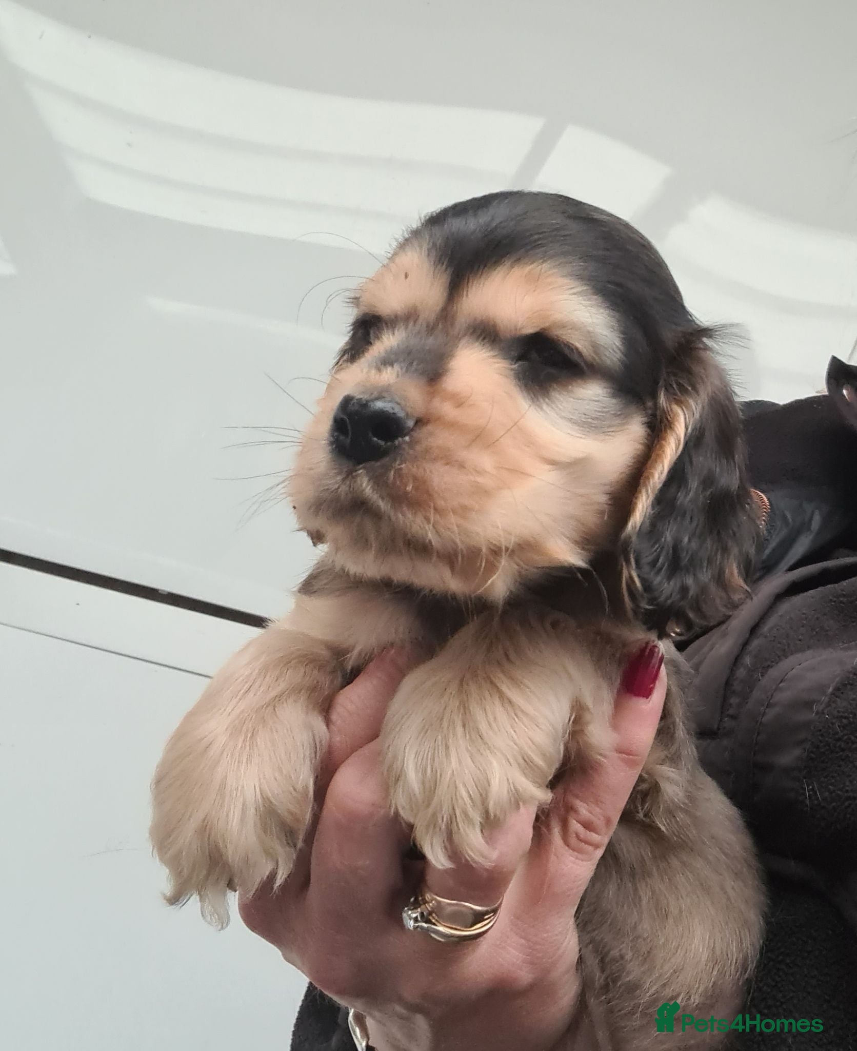Cocker Spaniel dogs KC Reg Sable Show Type Cocker Spaniels  - Advert 2