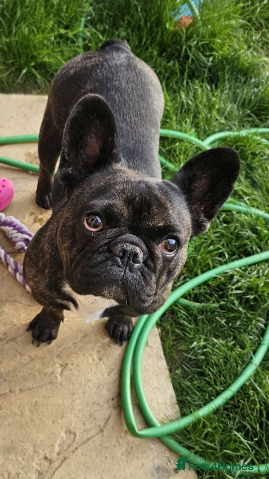 French Bulldog dogs French bulldog puppys for sale  - Advert 3